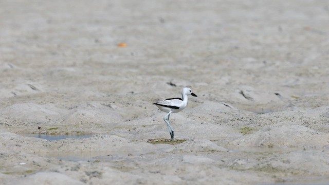 カニチドリ - ML639570800