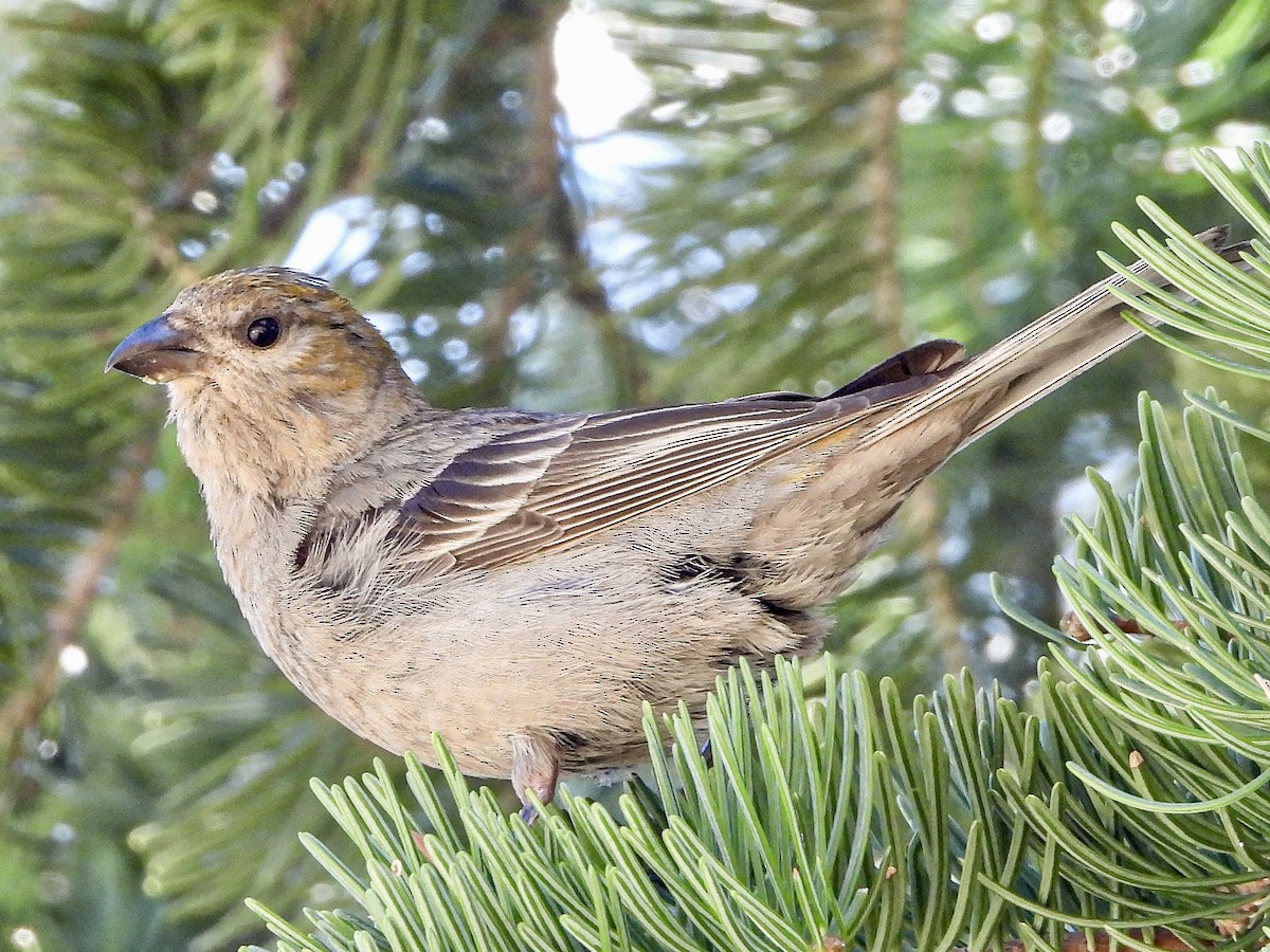 Pine Grosbeak - ML639570881