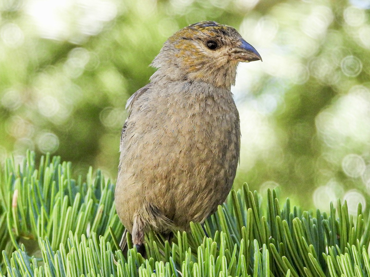 Pine Grosbeak - ML639570882