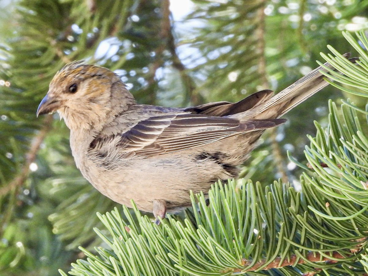 Pine Grosbeak - ML639570883