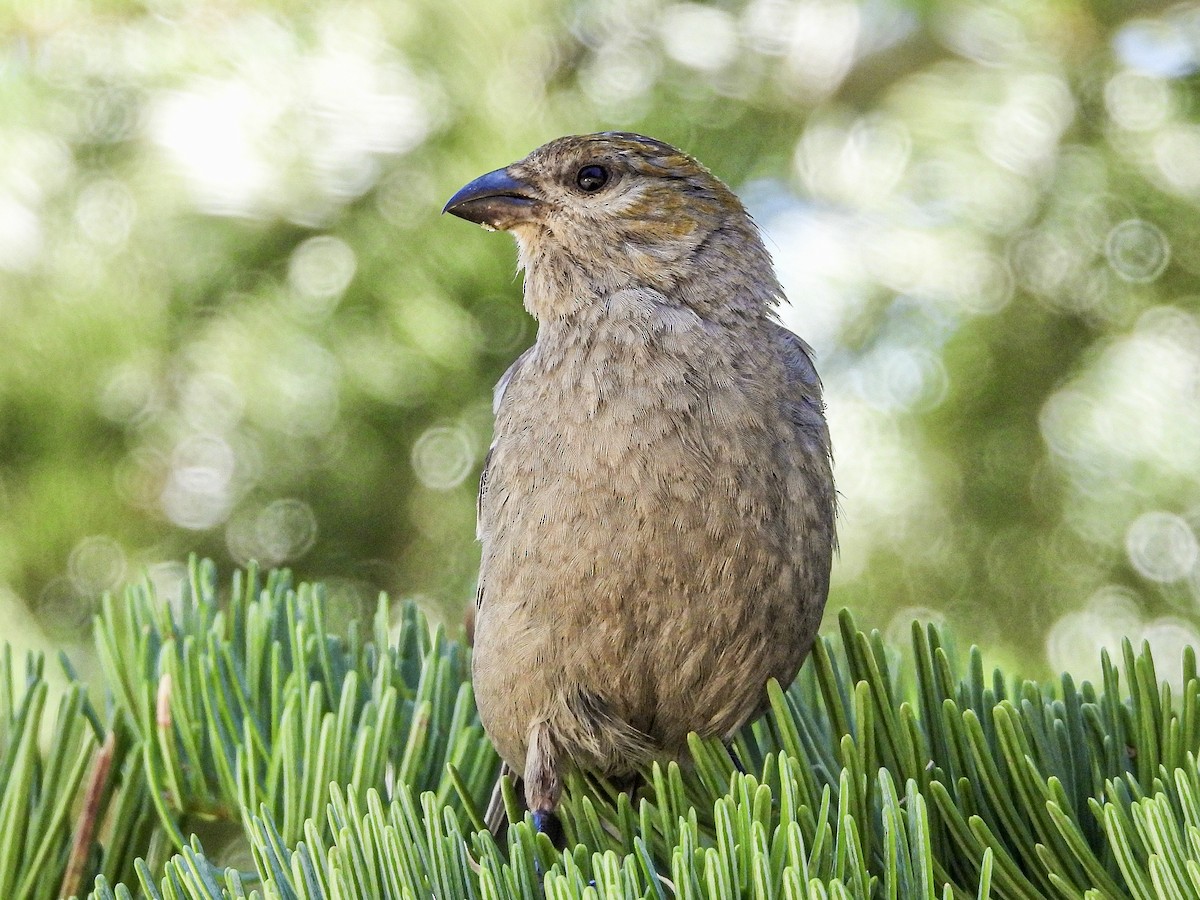 Pine Grosbeak - ML639570884