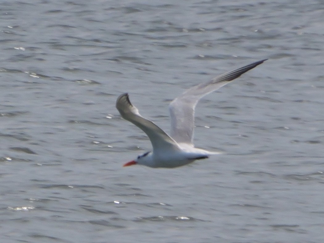 Royal Tern - ML639570997