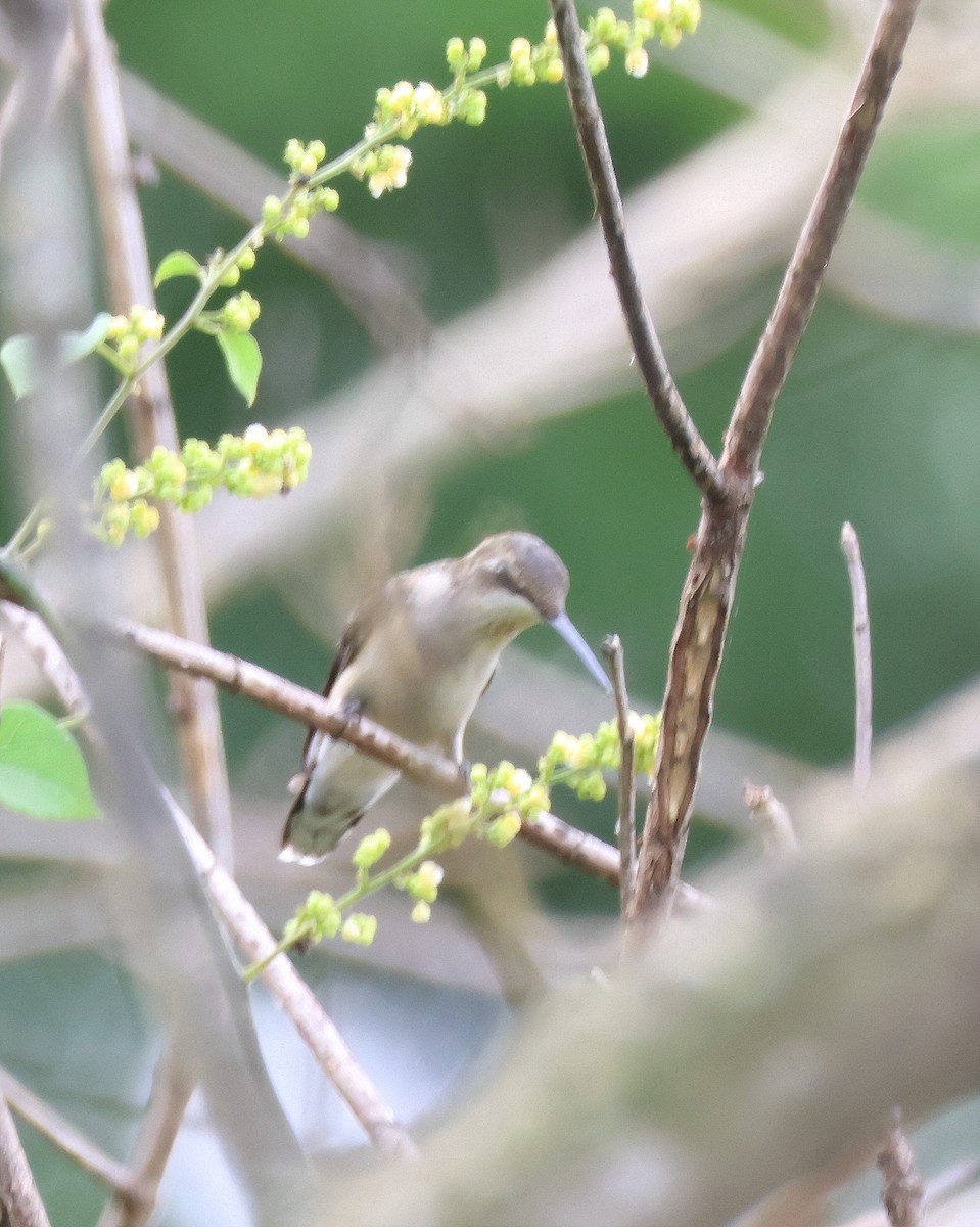 Ruby-throated Hummingbird - ML639571133