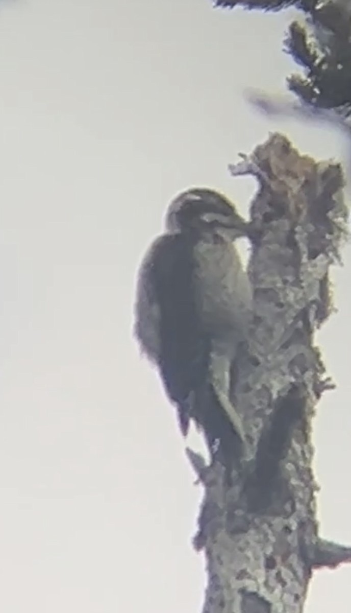 American Three-toed Woodpecker - ML639571161