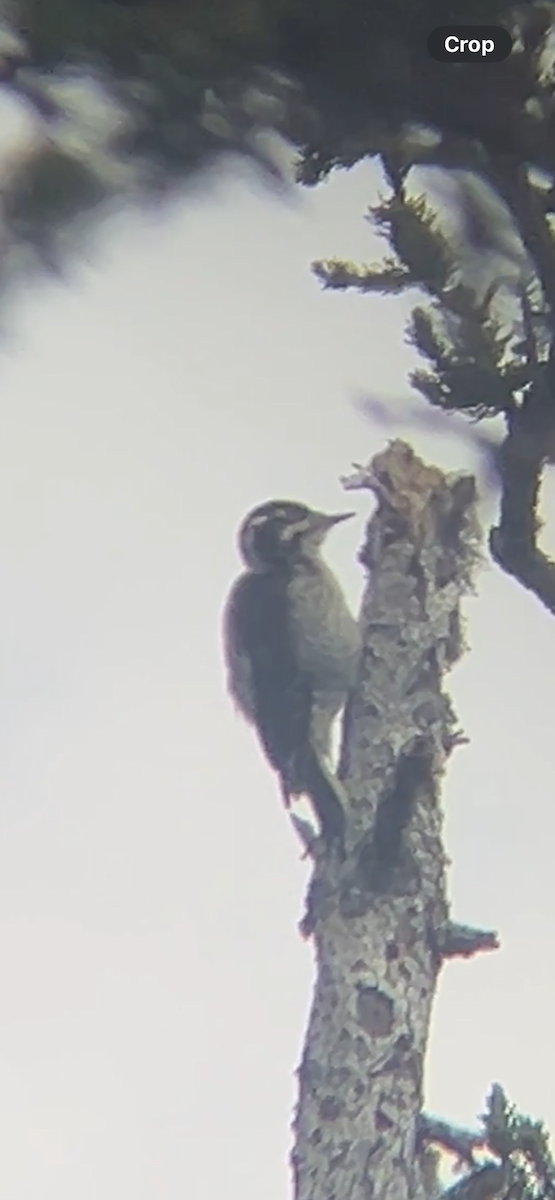 American Three-toed Woodpecker - ML639571162