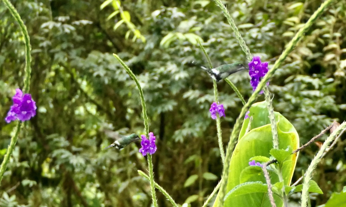 Green Thorntail - ML639571245