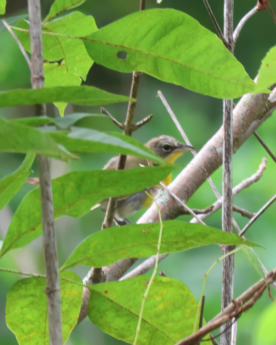 Yellow-breasted Chat - ML639571252