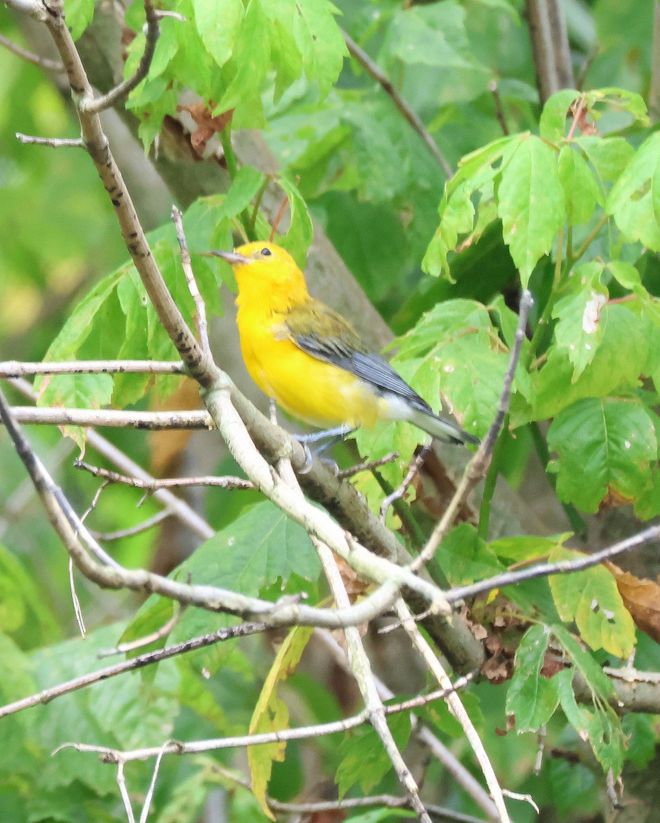 Prothonotary Warbler - ML639571272