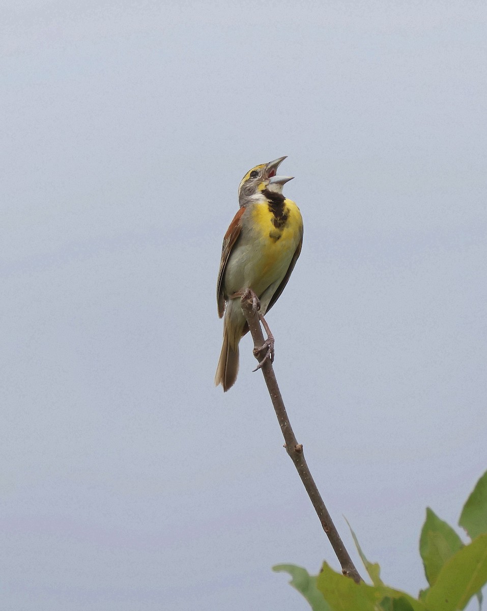 Dickcissel - ML639571291