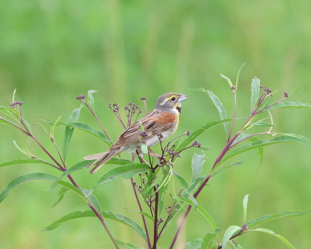Dickcissel - ML639571312