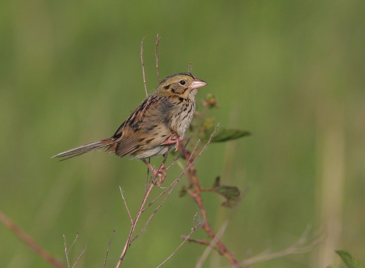Henslow's Sparrow - ML639571314