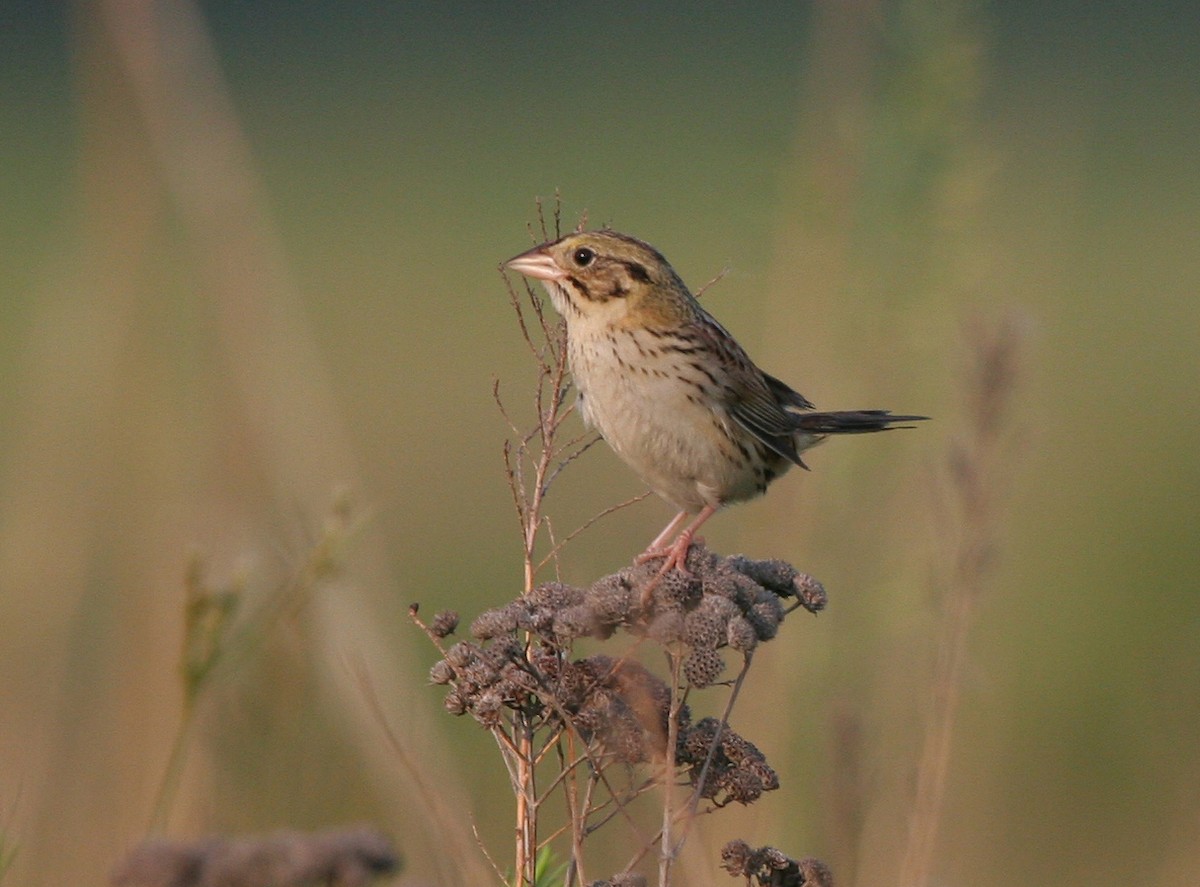Henslow's Sparrow - ML639571318