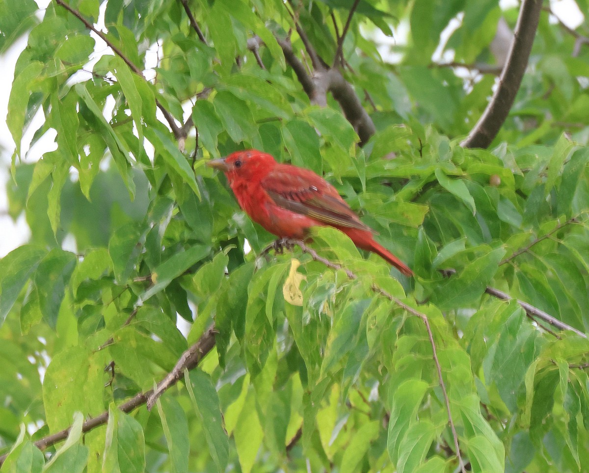 Summer Tanager - ML639571324