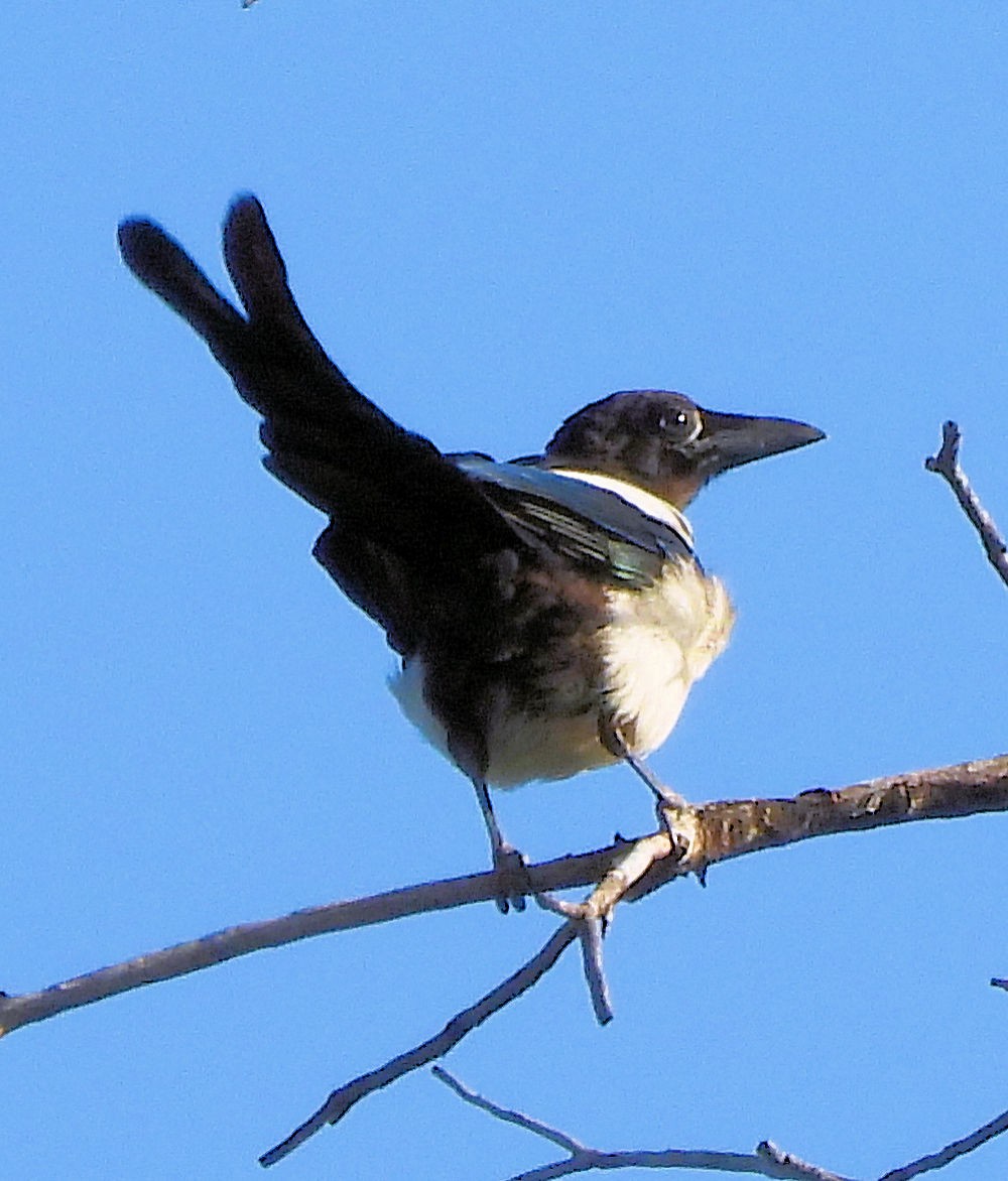 アメリカカササギ - ML639571328