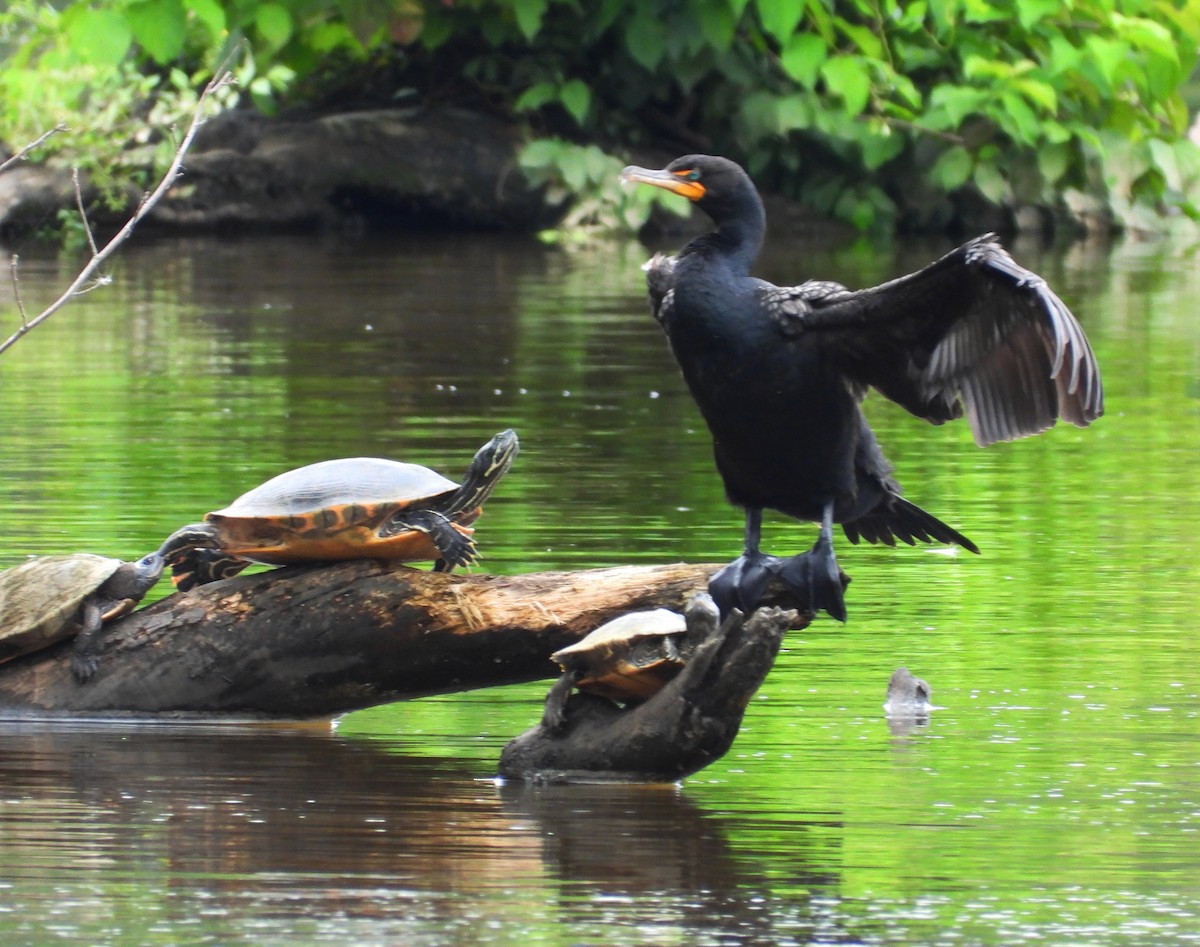 kormorán ušatý - ML639571337