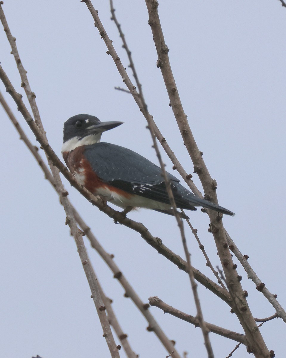 Belted Kingfisher - ML639571365