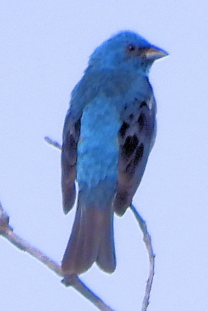 ムネアカルリノジコ - ML639571388