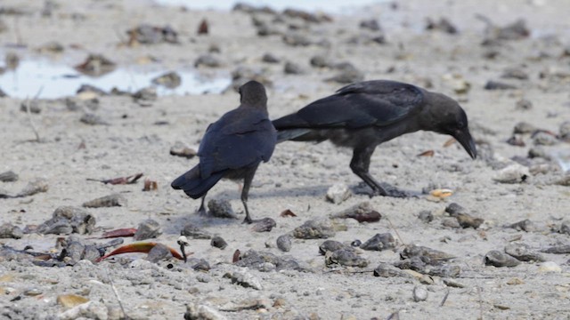 House Crow - ML639571462