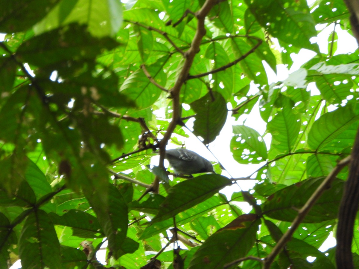 Gray Antwren - ML639571498