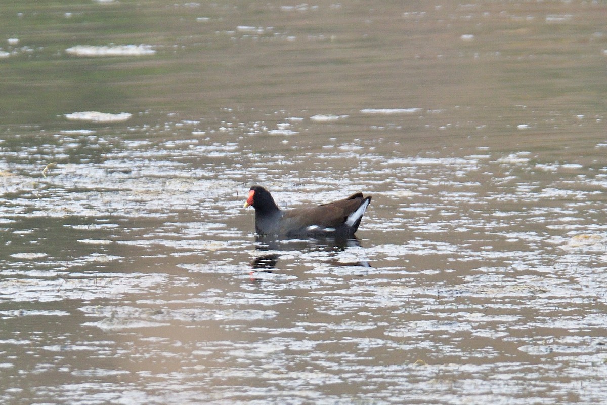 Gallinule d'Amérique - ML639571698