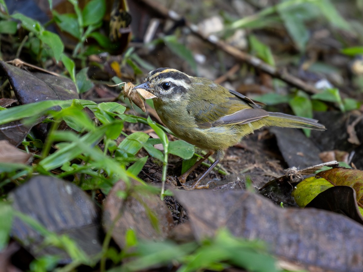 Three-striped Warbler (daedalus) - ML639571782