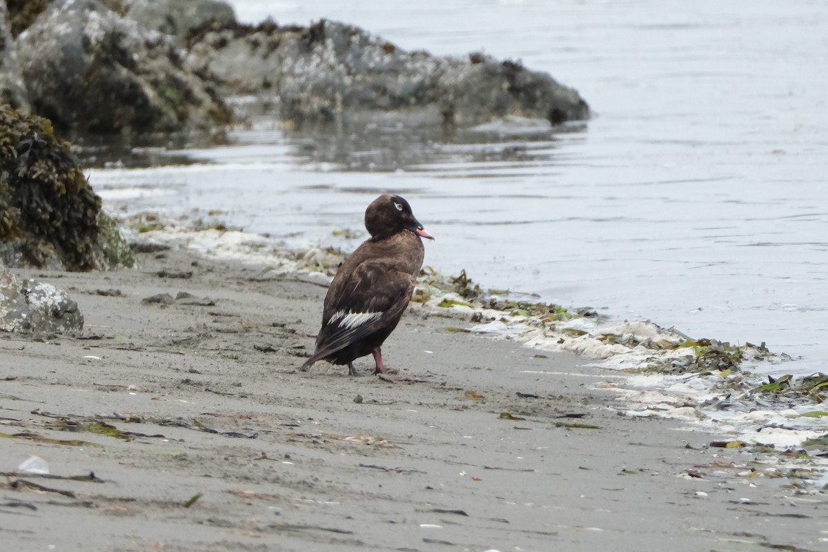 White-winged Scoter - ML639571795