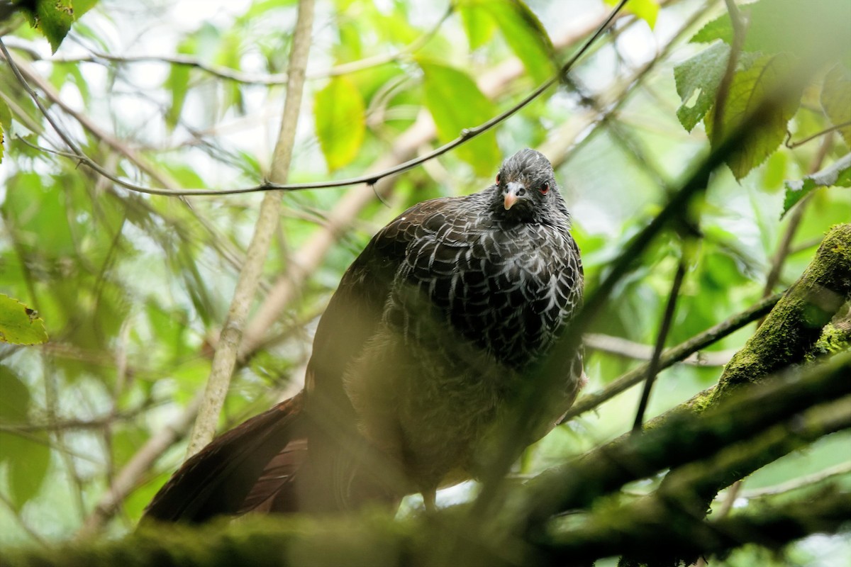 Andean Guan - ML639571804