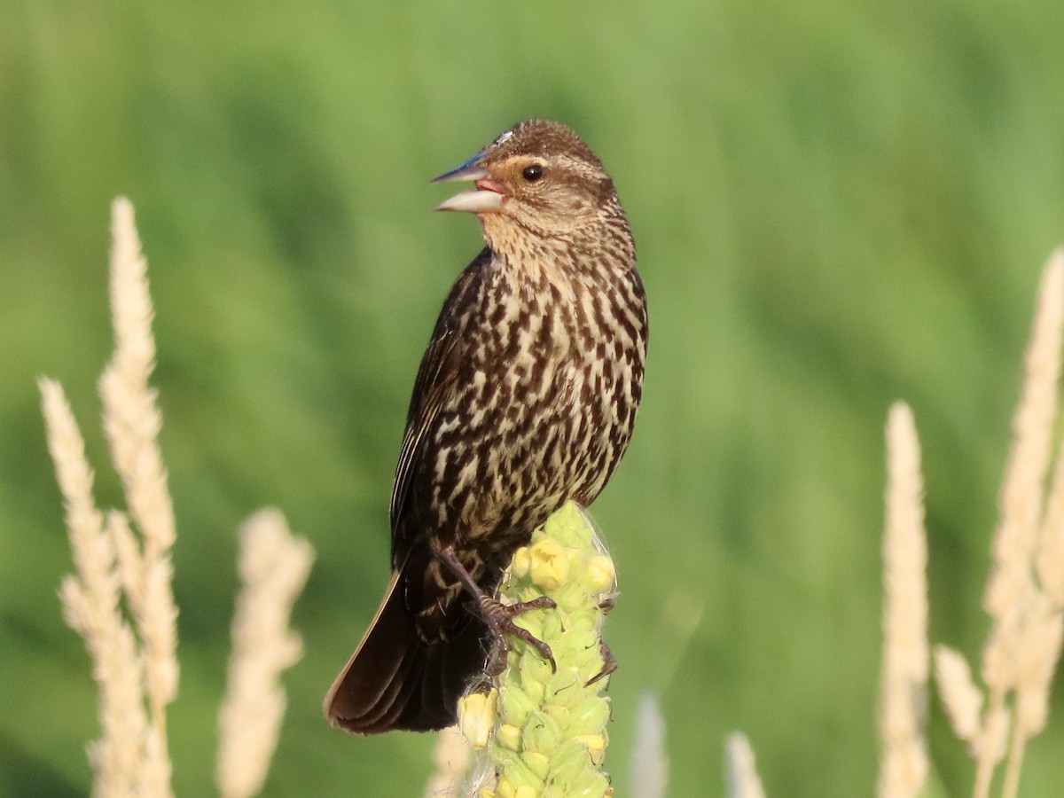 Red-winged Blackbird - ML639571820