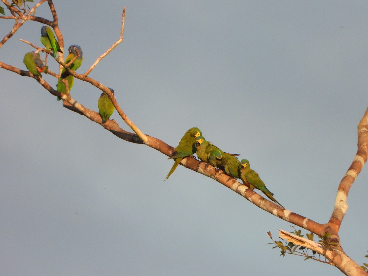 Red-bellied Macaw - ML639571821
