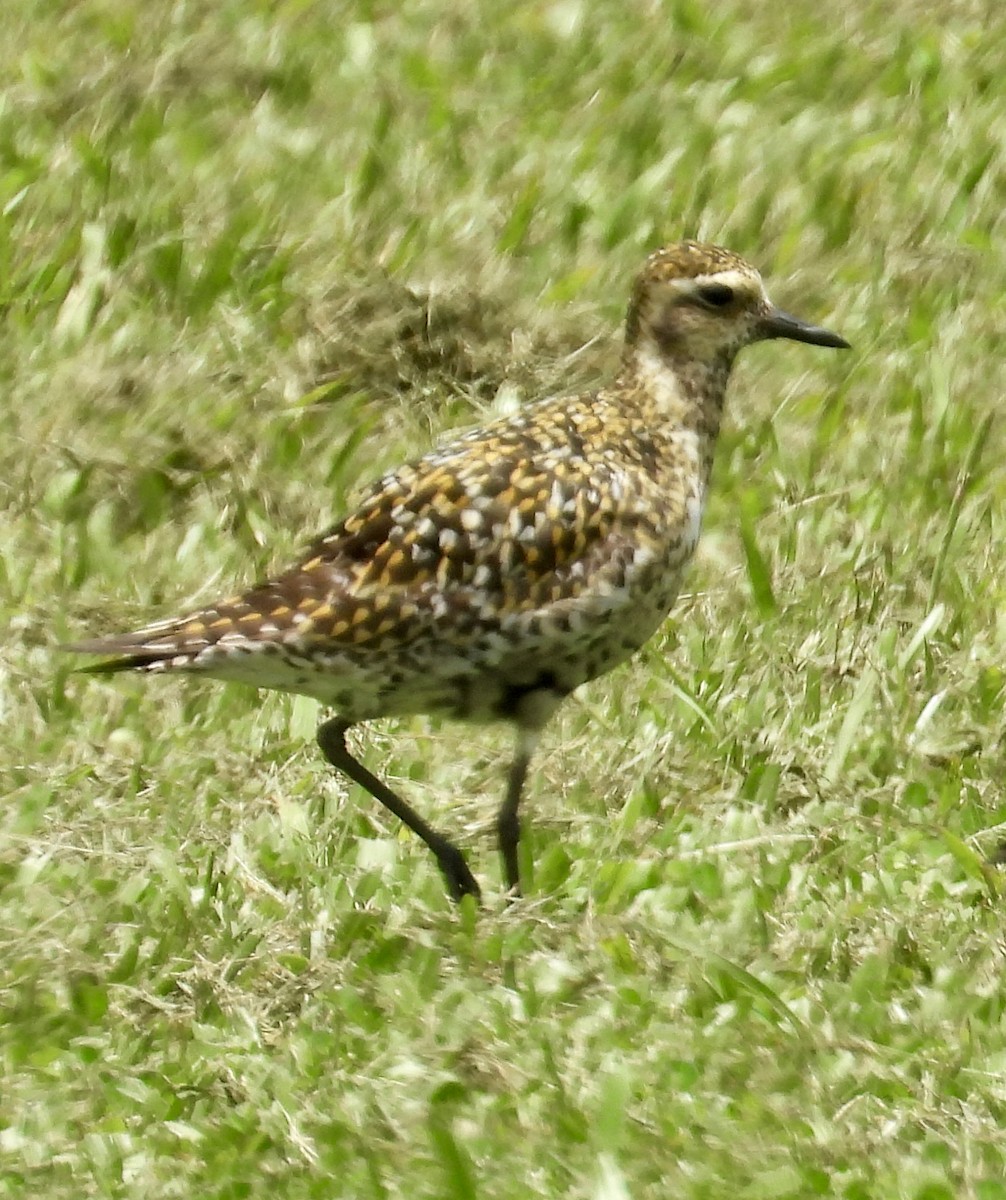 Pacific Golden-Plover - ML639571829