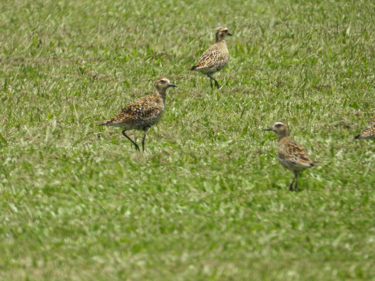 Pacific Golden-Plover - ML639571831