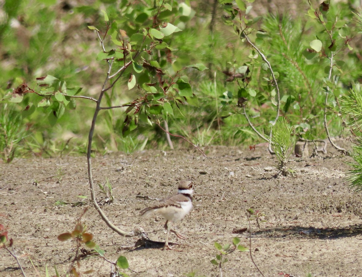 Killdeer - ML639571959