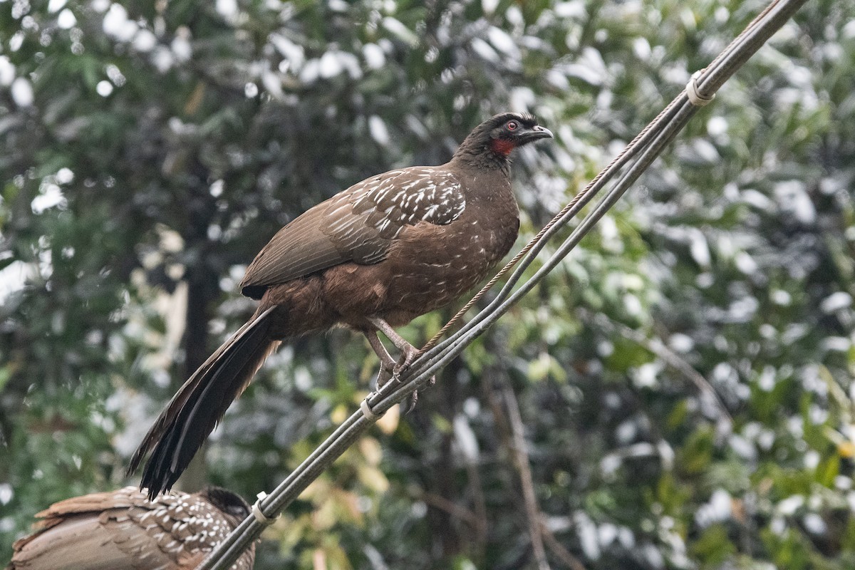 Pénélope des yungas - ML639572003