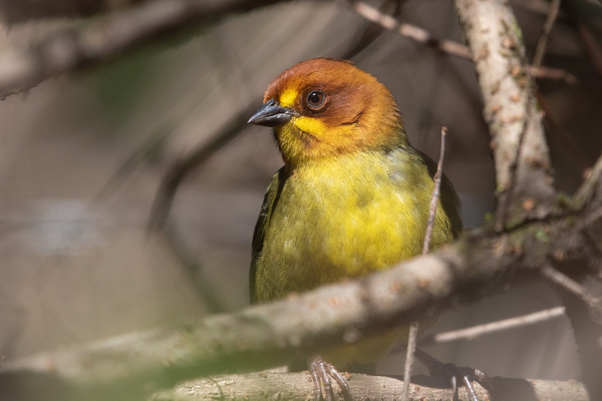 Fulvous-headed Brushfinch - ML639572028