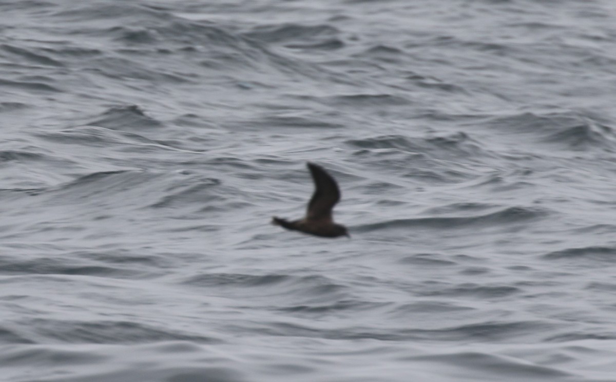 Tristram's Storm-Petrel - ML639572146
