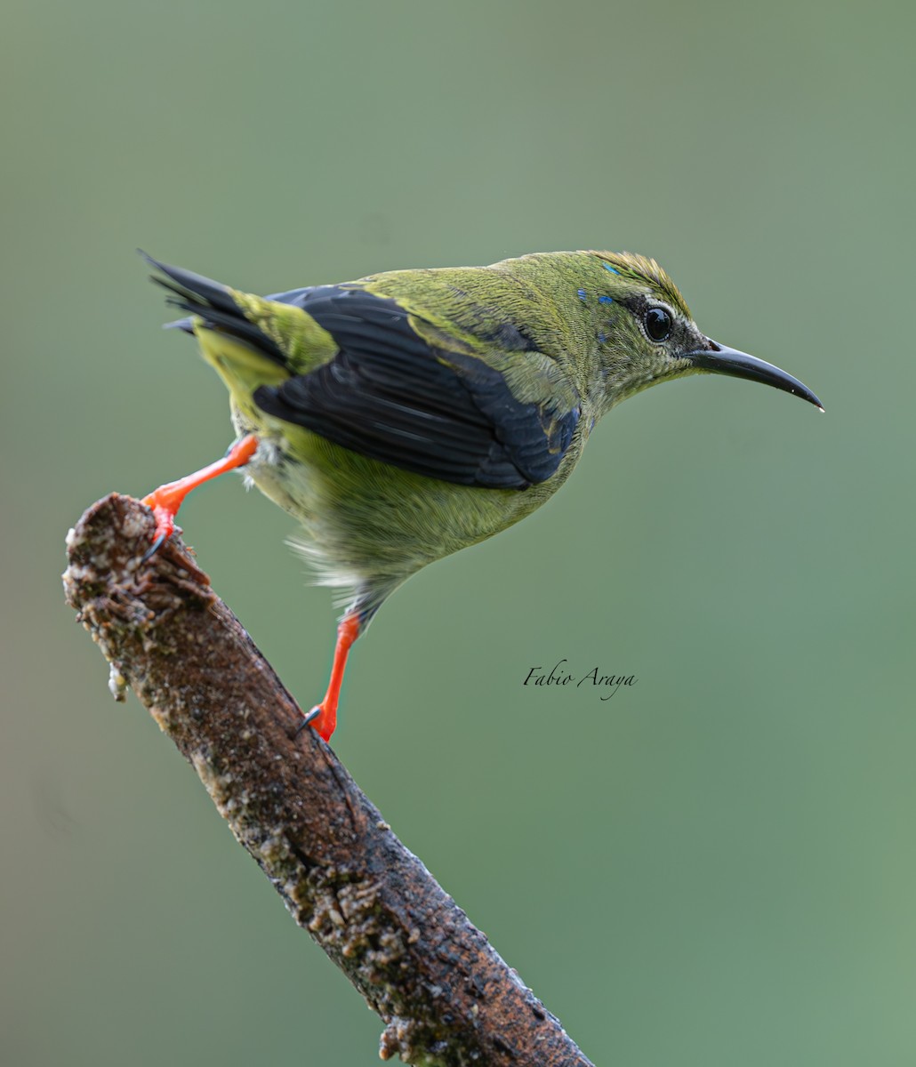 Red-legged Honeycreeper - ML639572155