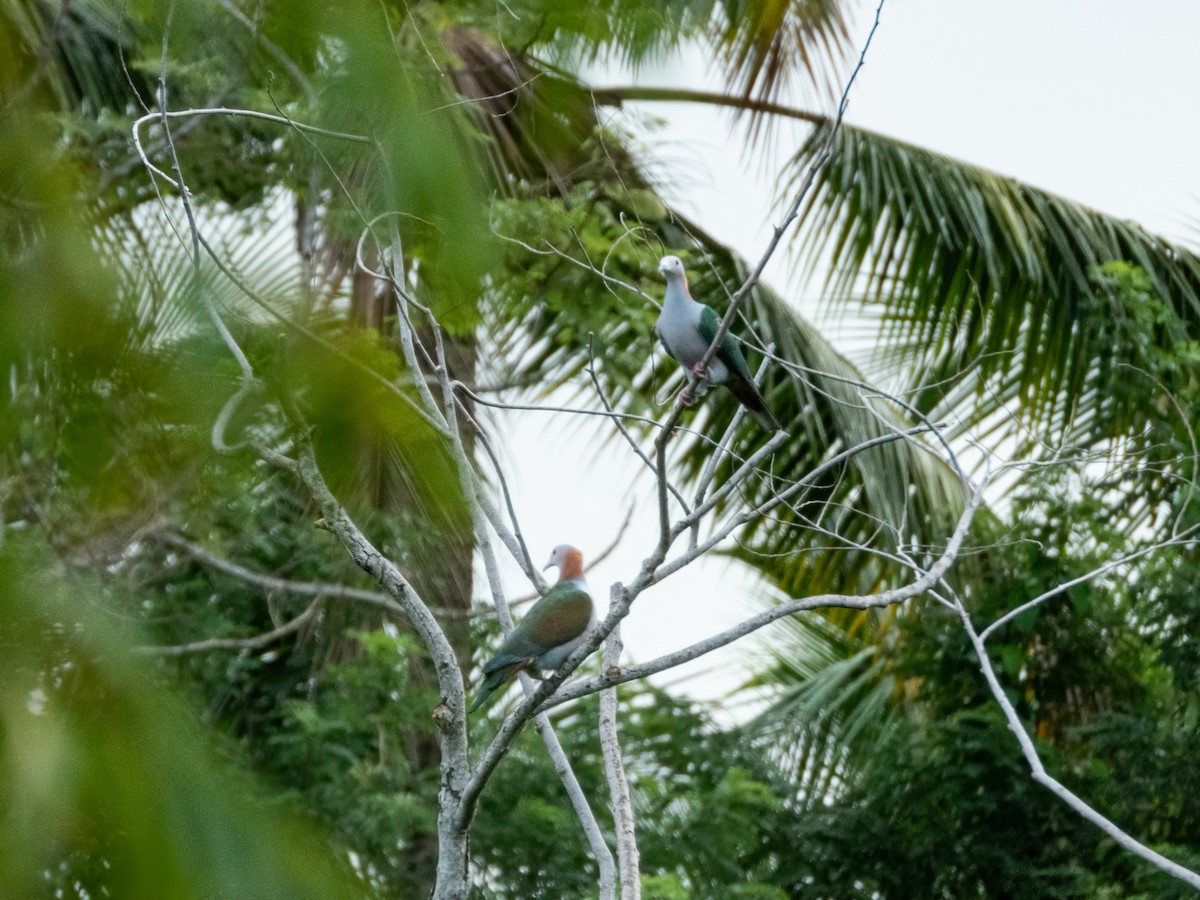 Green Imperial-Pigeon (Rufous-naped) - ML639572161