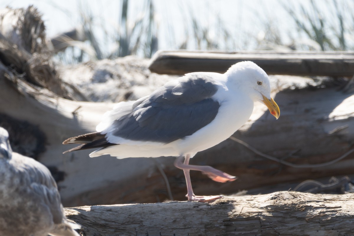 Western Gull - ML639572196