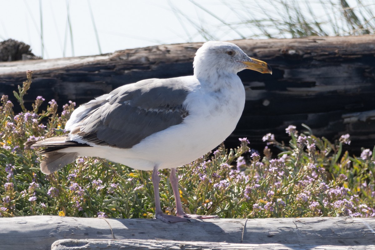 Western Gull - ML639572197