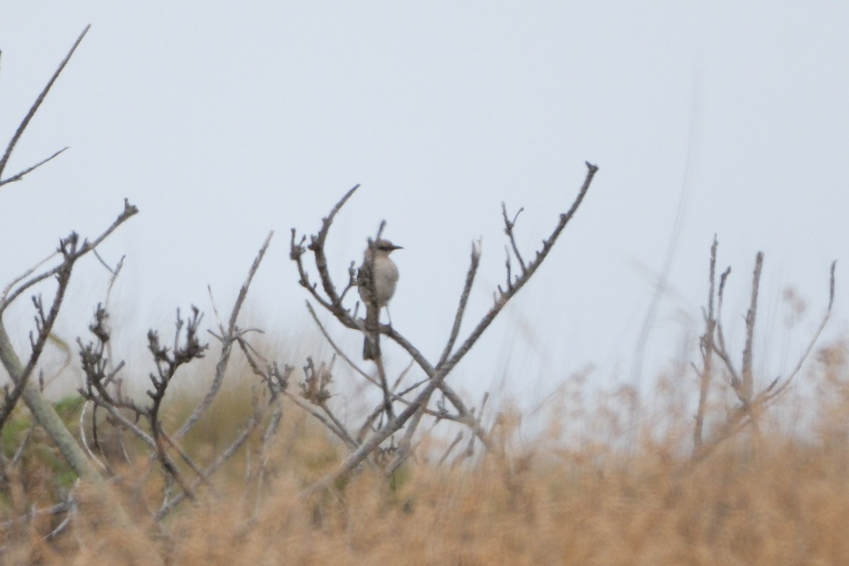 Northern Mockingbird - ML639572209