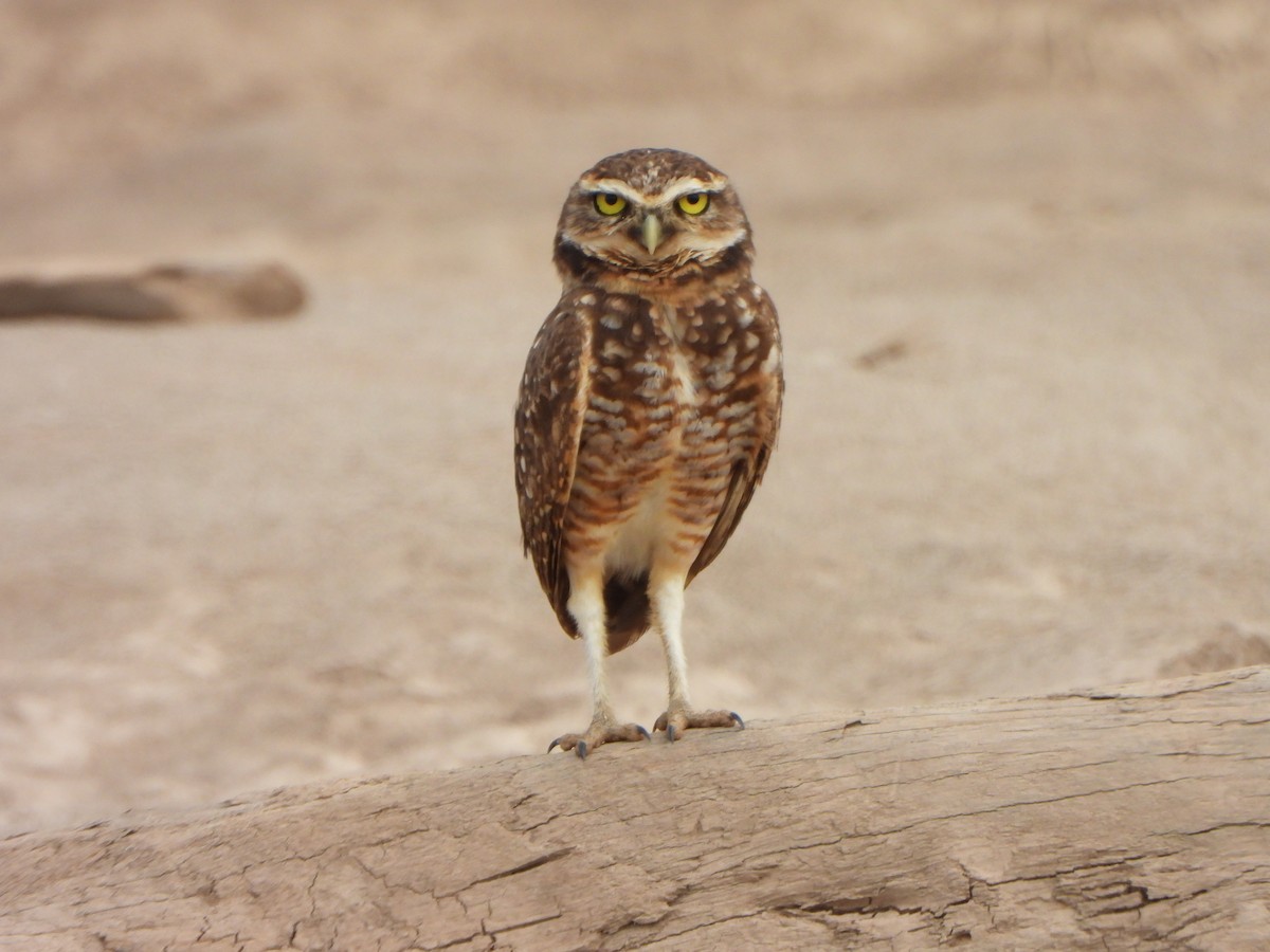 Burrowing Owl - ML639572219
