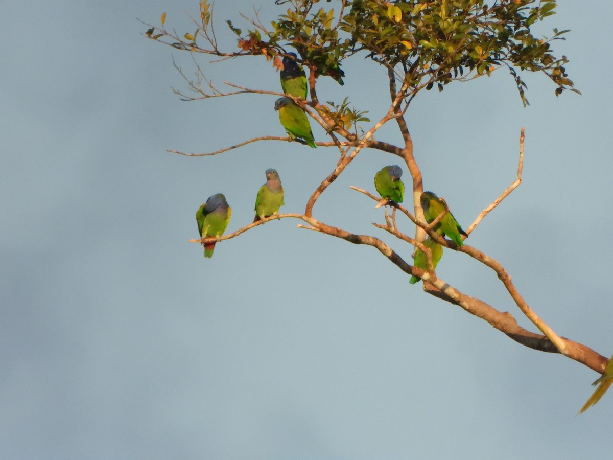 Blue-headed Parrot - ML639572227