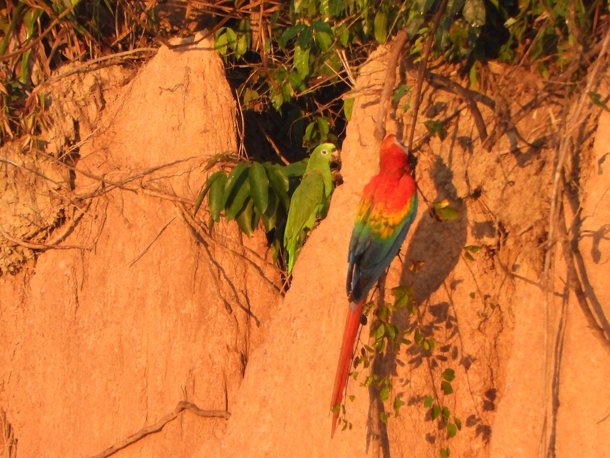 Yellow-crowned Amazon - ML639572233