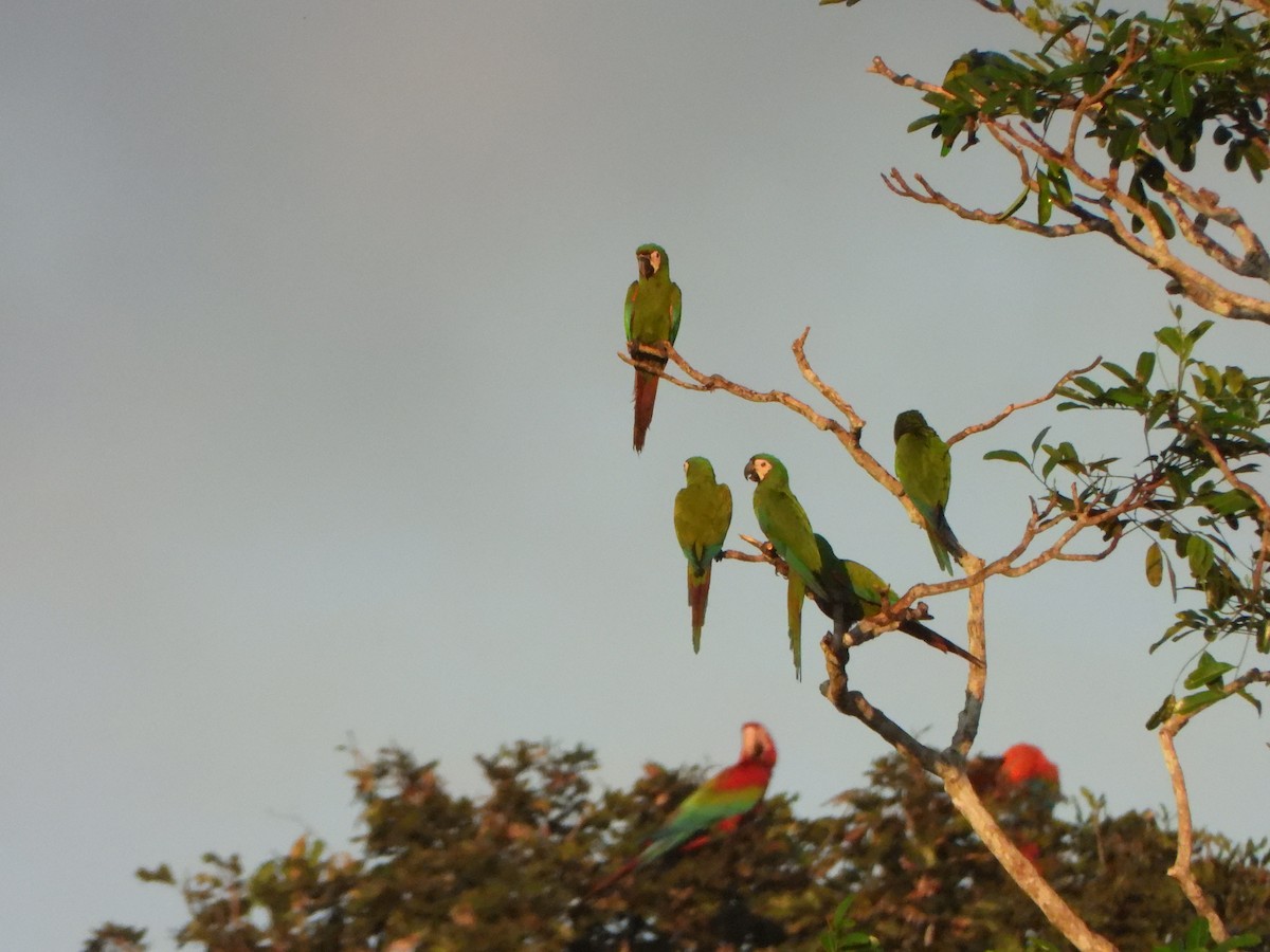Chestnut-fronted Macaw - ML639572248
