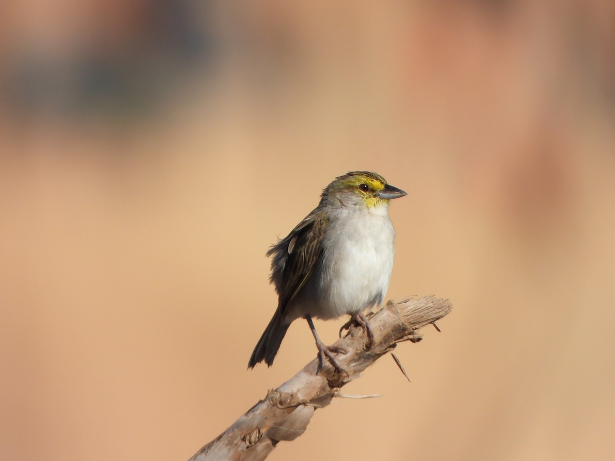 Yellow-browed Sparrow - ML639572254
