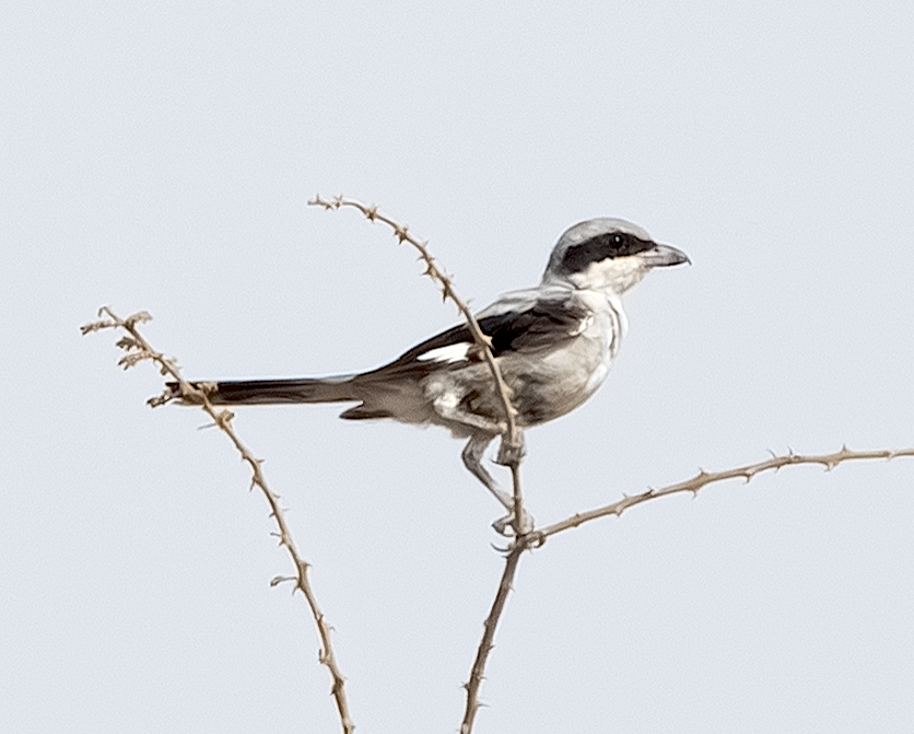 Great Gray Shrike (Arabian) - ML639572255