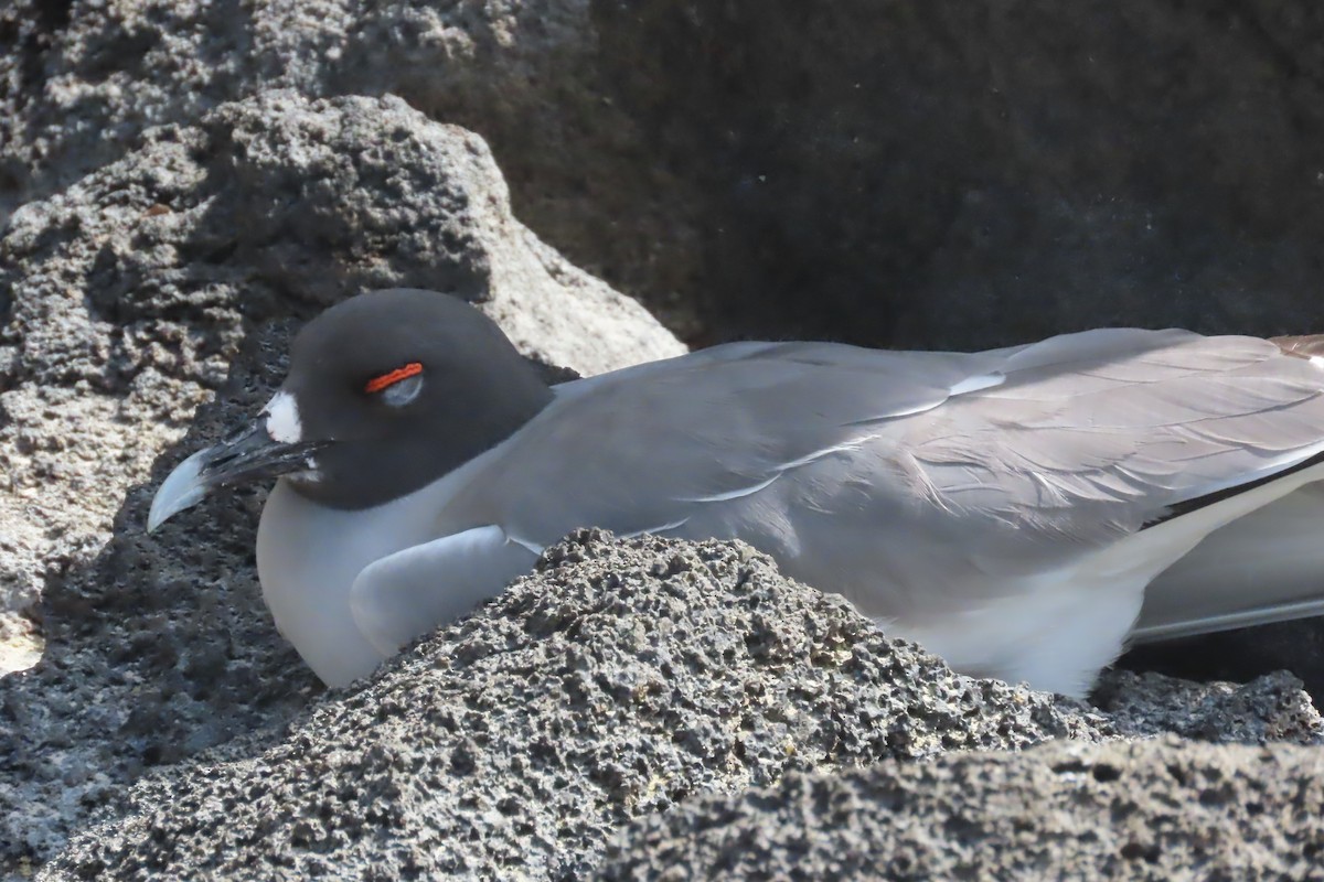 Swallow-tailed Gull - ML639572427