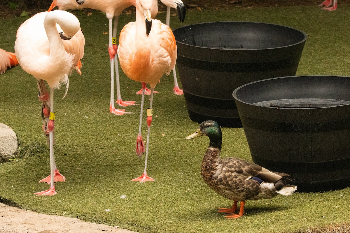 Mallard - ML639572460