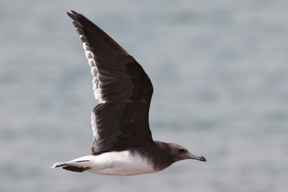 Sooty Gull - ML639572461