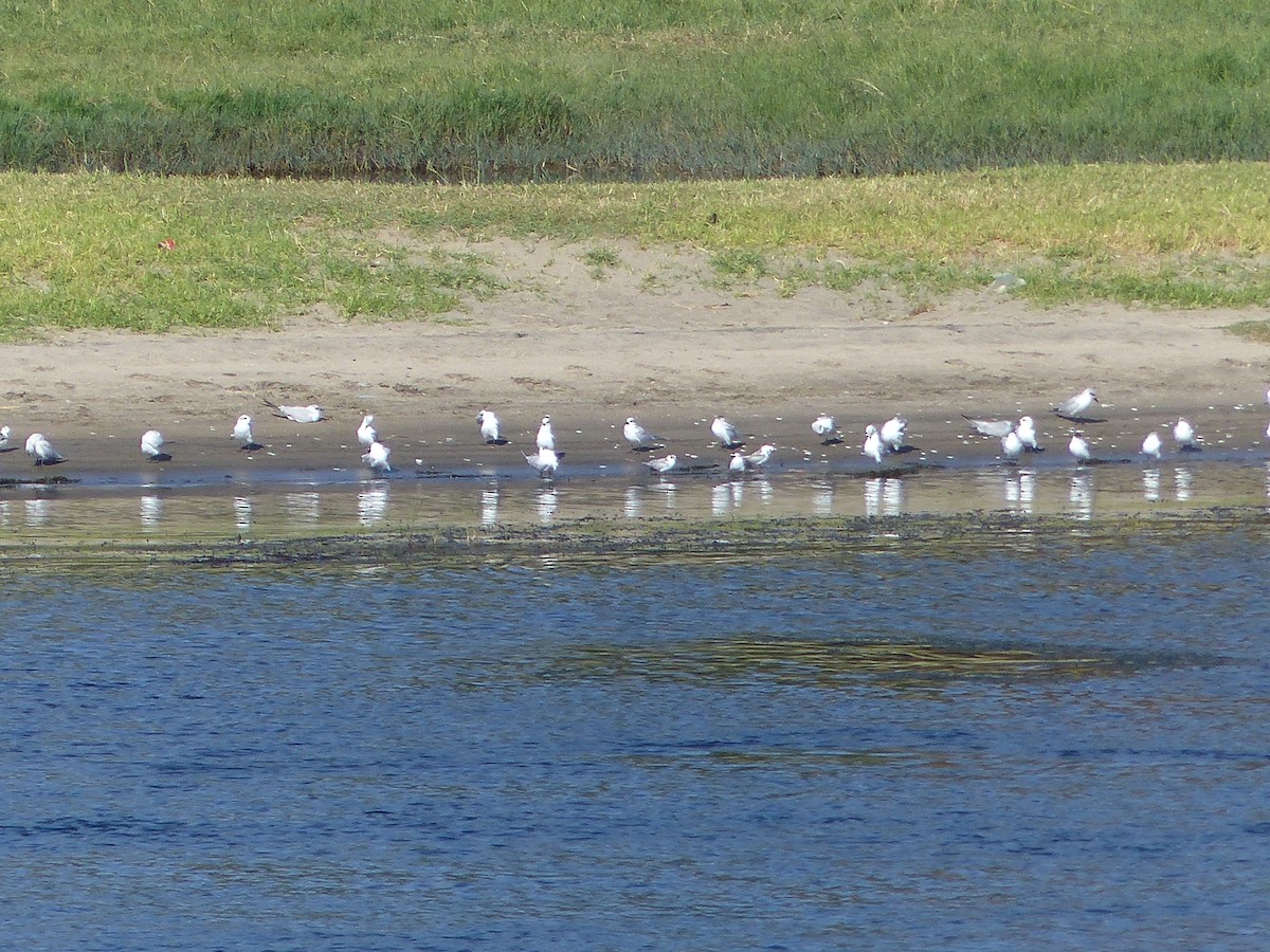 Gull-billed Tern - ML639572569